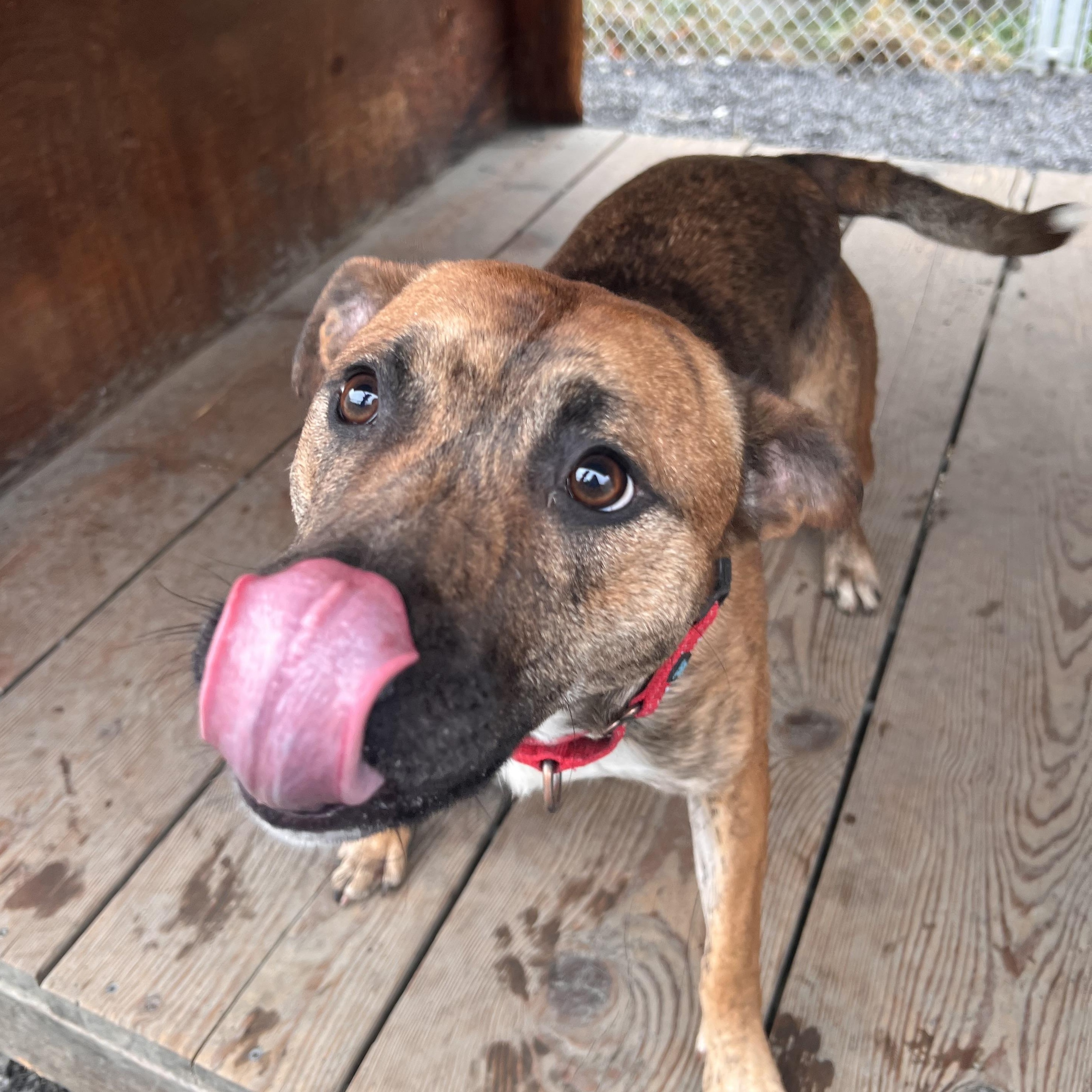 Enlarge Cornflake, a Adoptable mixed breed in Moscow, ID image 3/4
