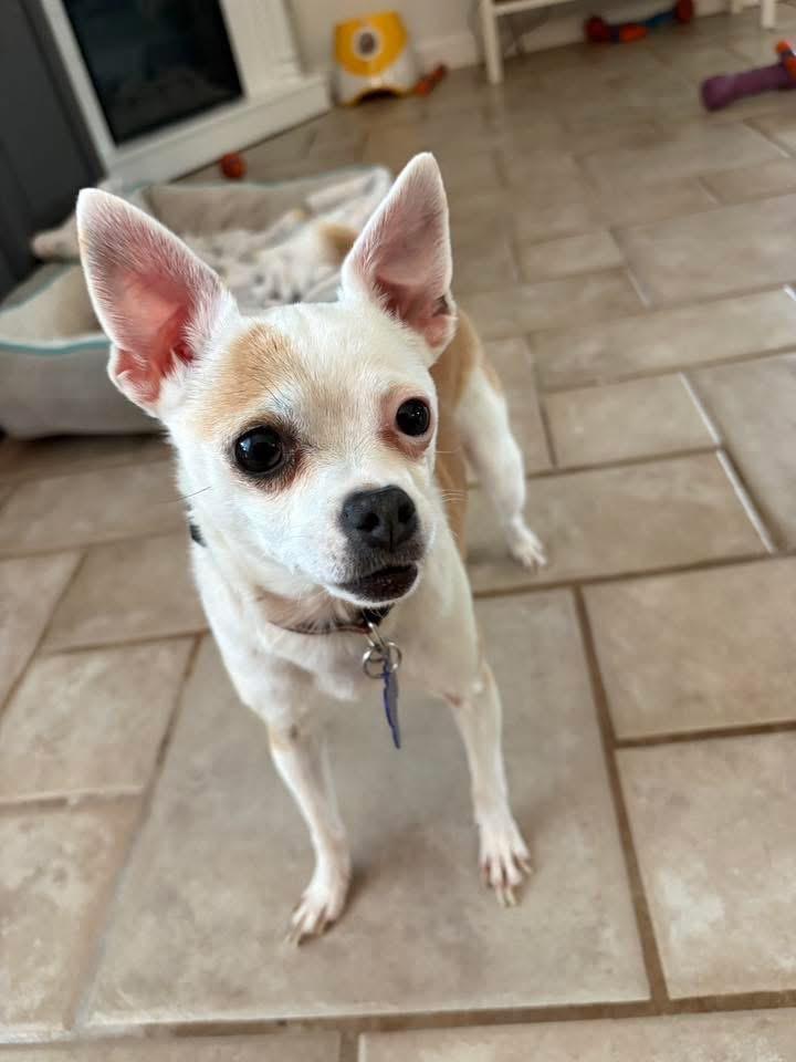 Enlarge 26Heavenly, a ADOPTABLE mixed breed in Shingle Springs, CA image 1/1