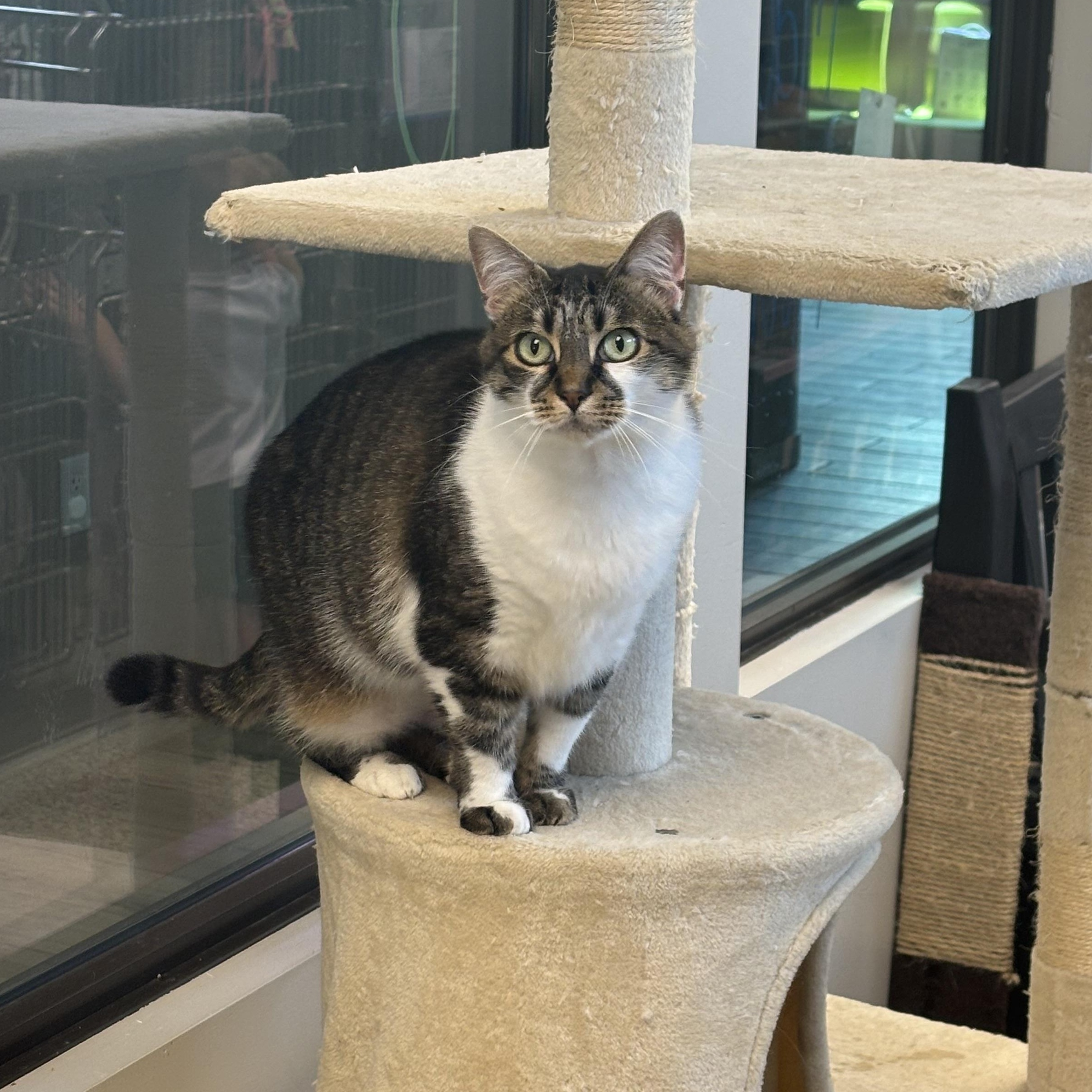 Dumplin, a ADOPTABLE Domestic Short Hair in Liberty, MO image 1/4