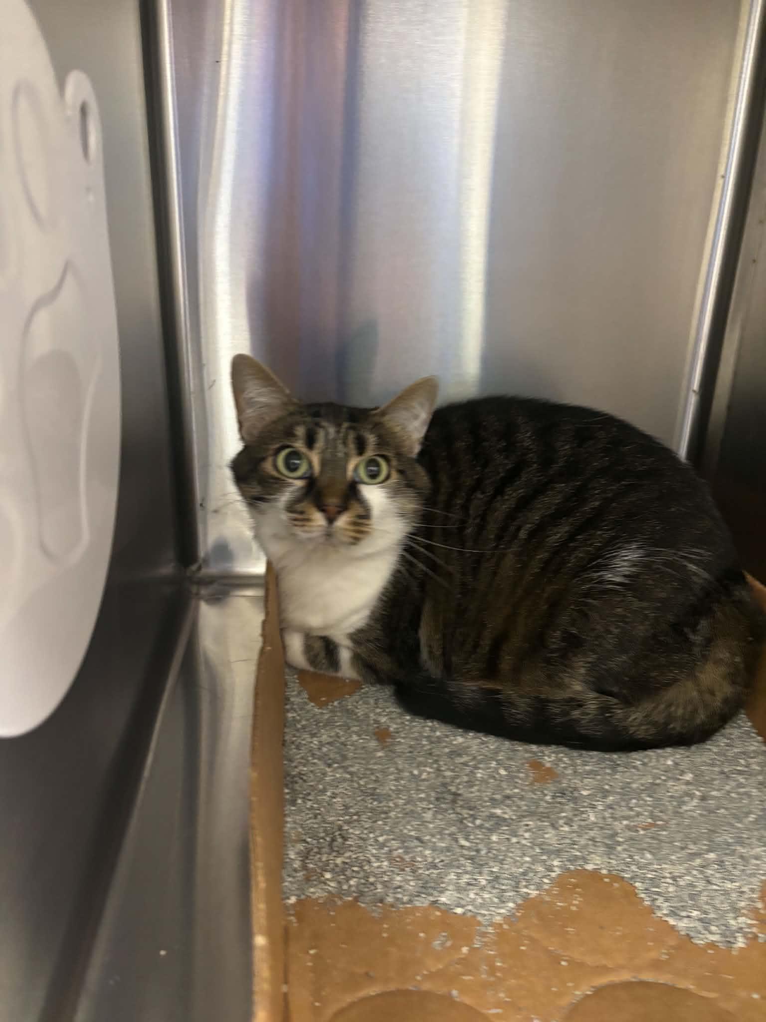 Dumplin, a ADOPTABLE Domestic Short Hair in Liberty, MO image 4/4