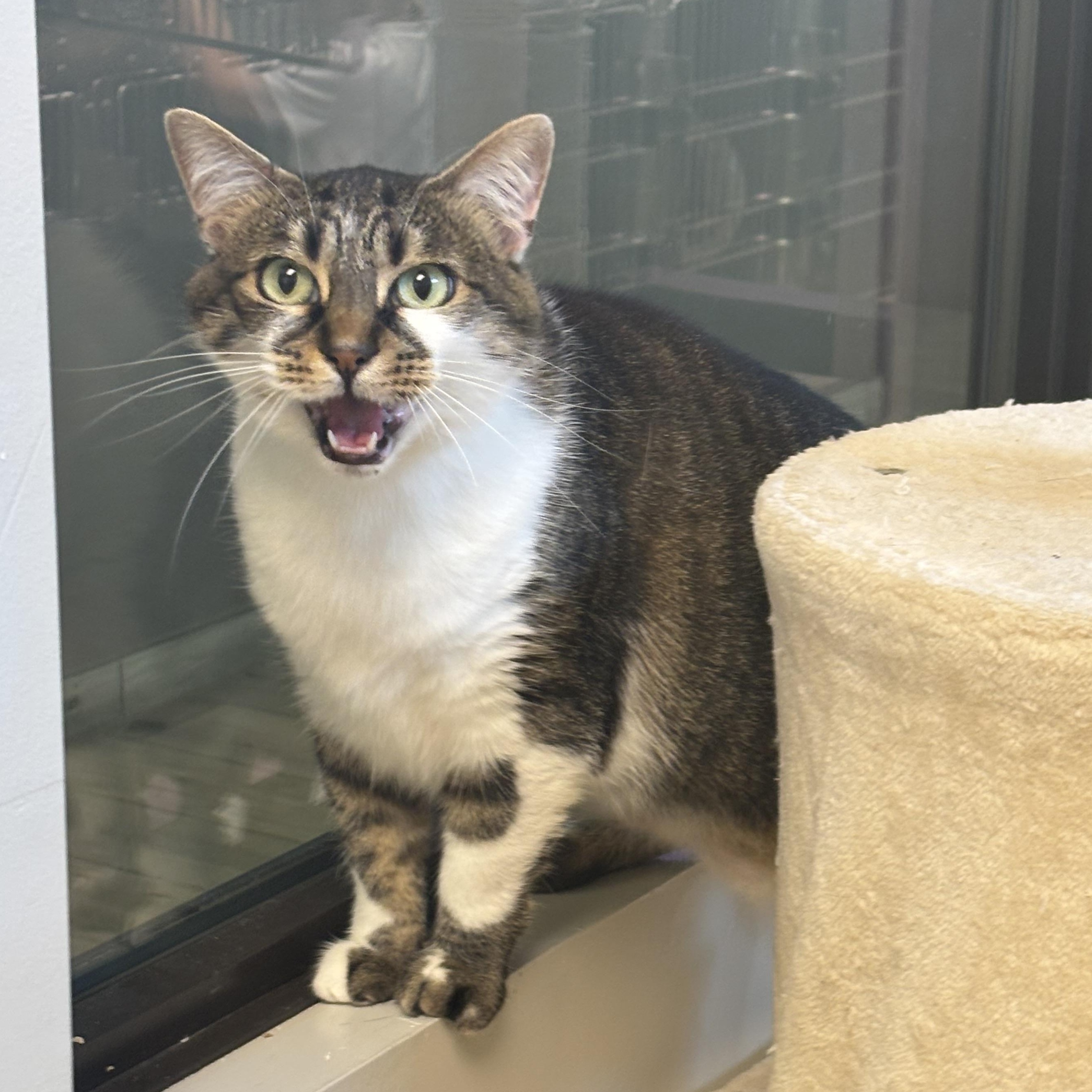 Dumplin, a ADOPTABLE Domestic Short Hair in Liberty, MO image 2/4