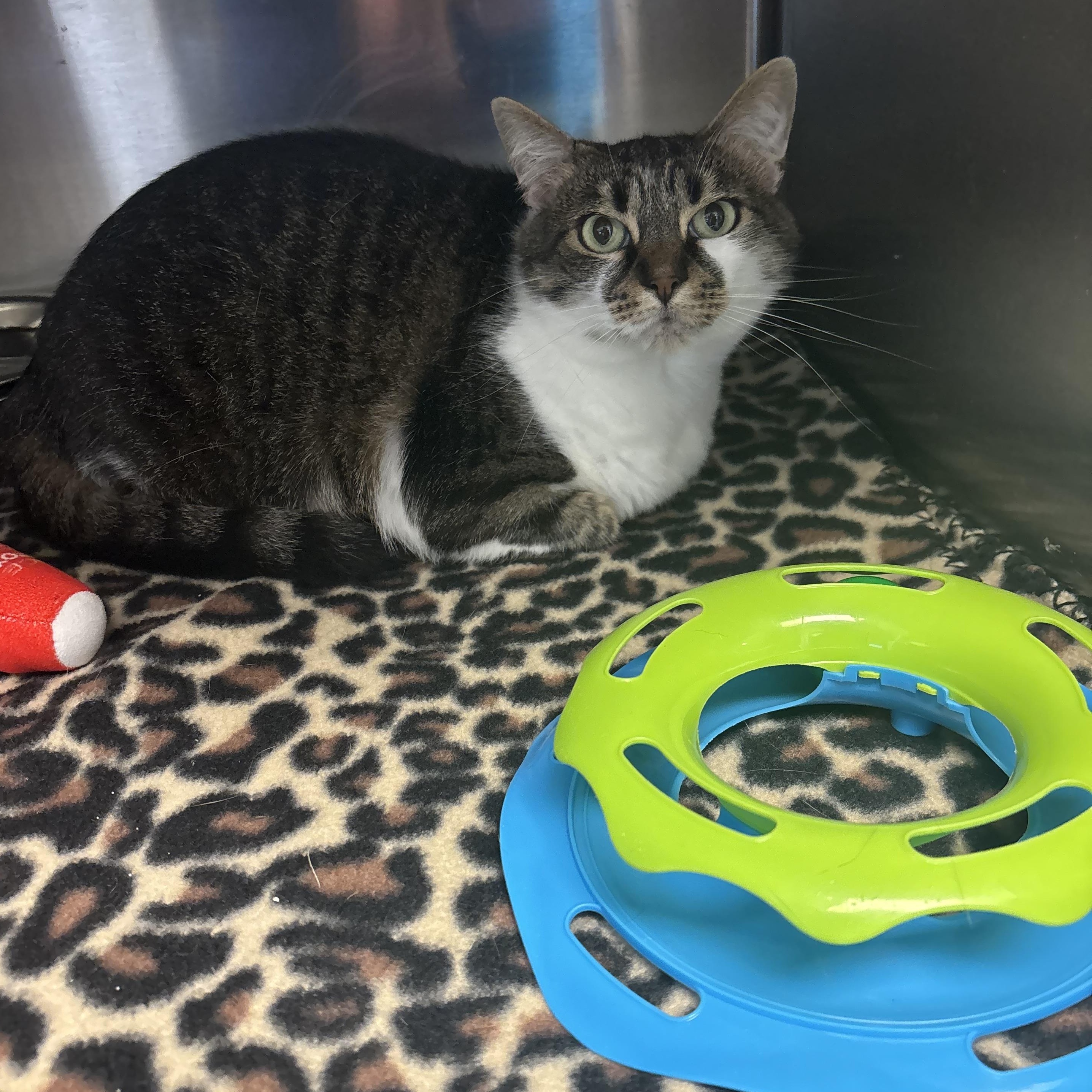 Dumplin, a ADOPTABLE Domestic Short Hair in Liberty, MO image 3/4