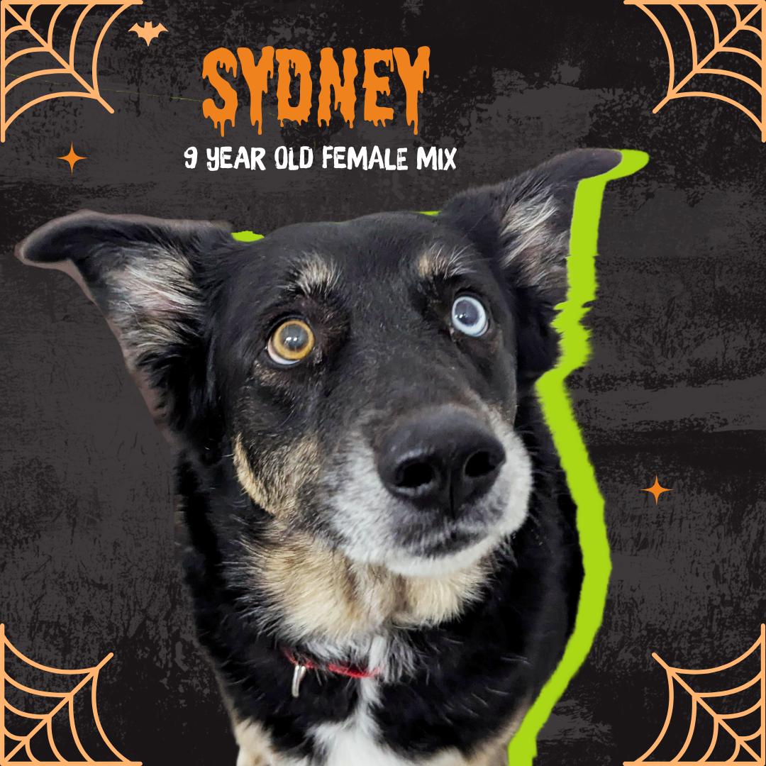 Sydney, an adoptable German Shepherd Dog, Husky in Oconto, WI, 54153 | Photo Image 1