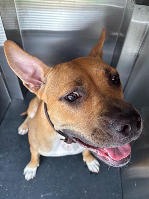 Enlarge MOMMA MAYHEM, a Adoptable mixed breed in Grand Prairie, TX image 1/1