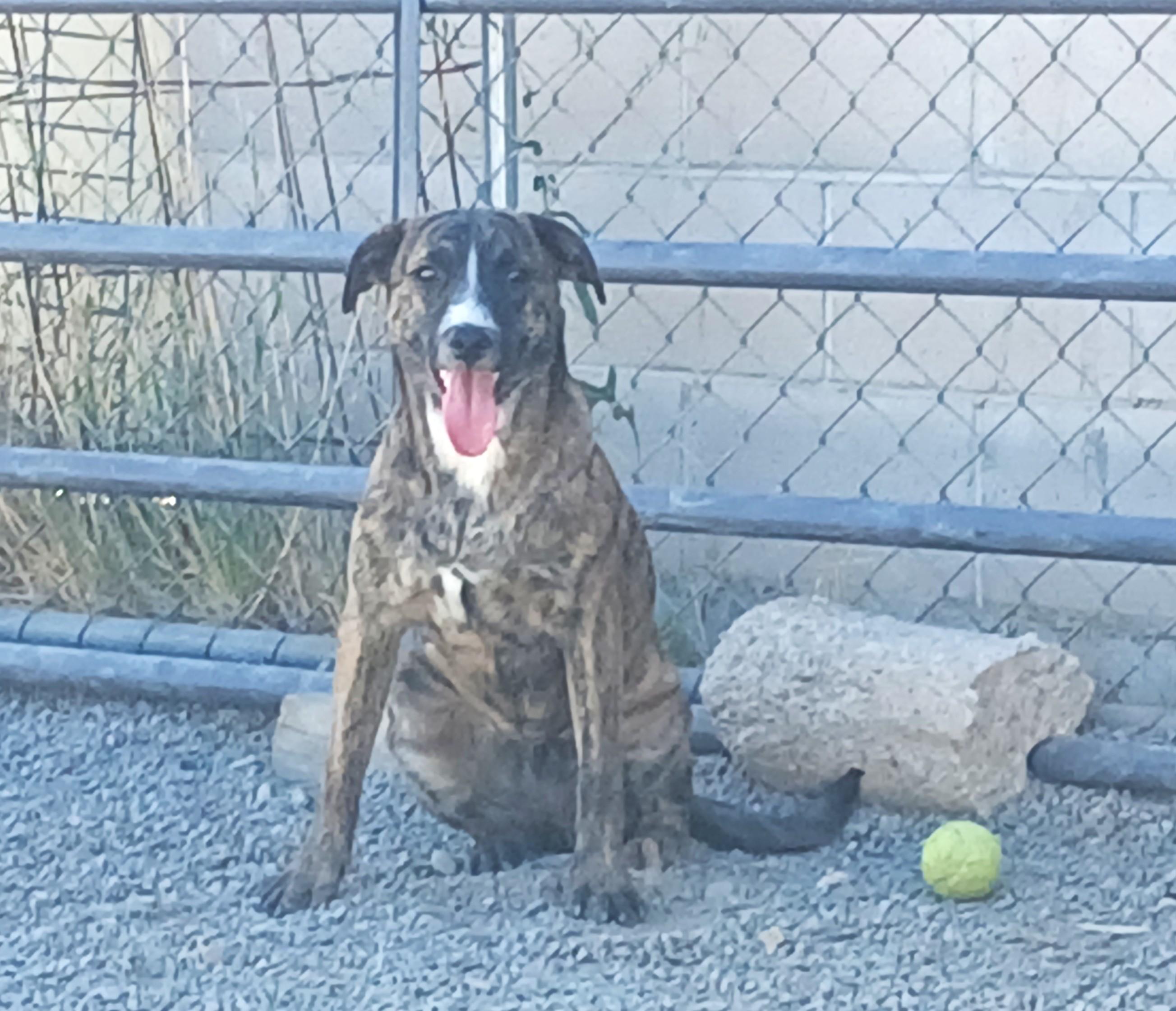 Birdie, an adoptable Labrador Retriever in Susanville, CA, 96130 | Photo Image 1