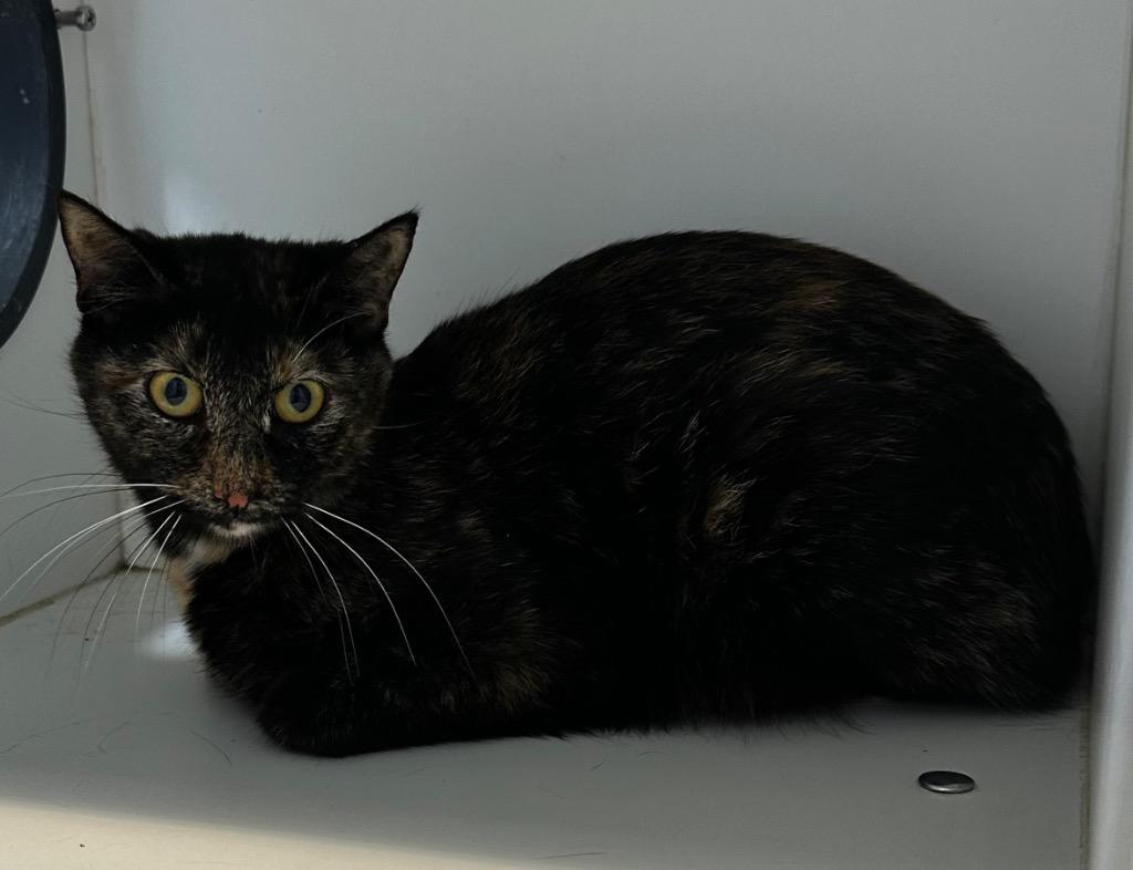 Enlarge Jess, a Adoptable mixed breed in Newcastle, OK image 1/1