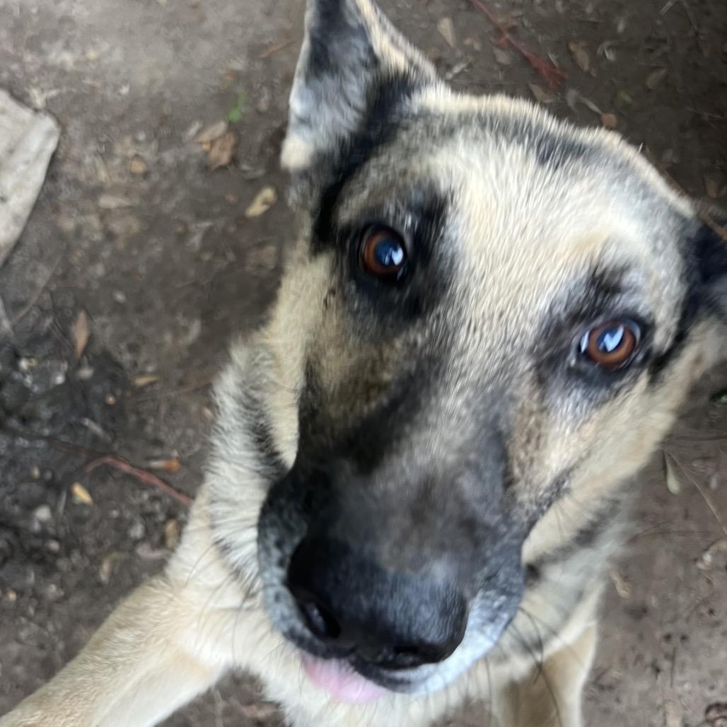 Enlarge Duke, a Adoptable German Shepherd Dog in Tupelo, MS image 1/5