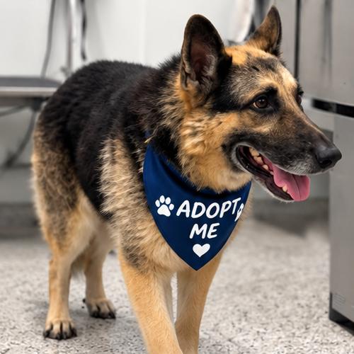 Enlarge Duke, a Adoptable German Shepherd Dog in Tupelo, MS image 2/5