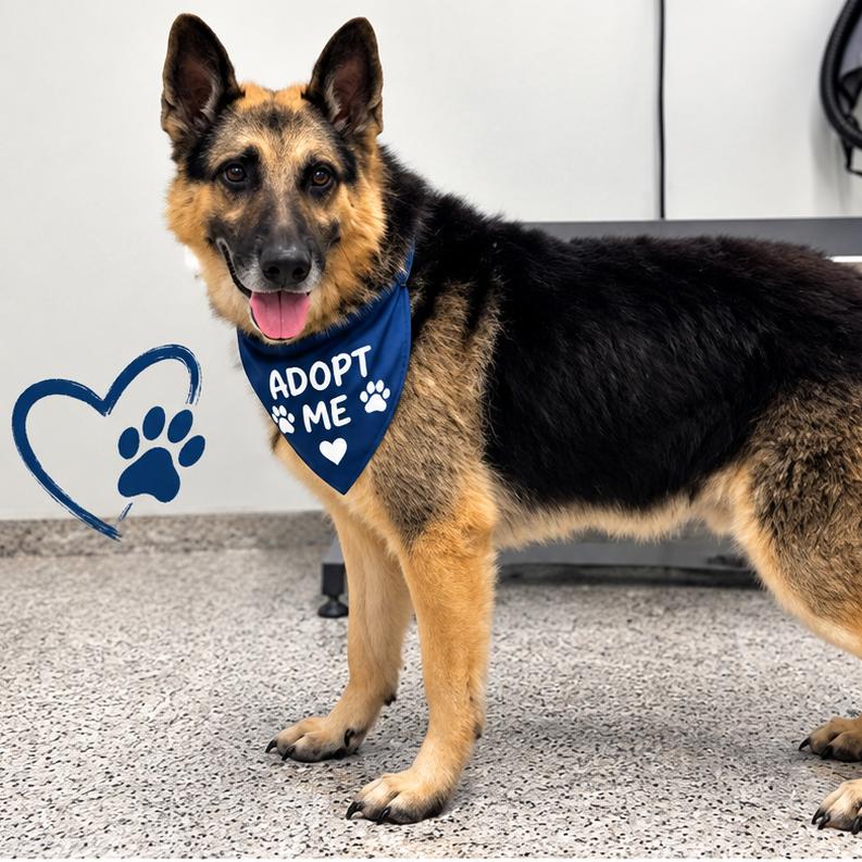 Enlarge Duke, a Adoptable German Shepherd Dog in Tupelo, MS image 3/5