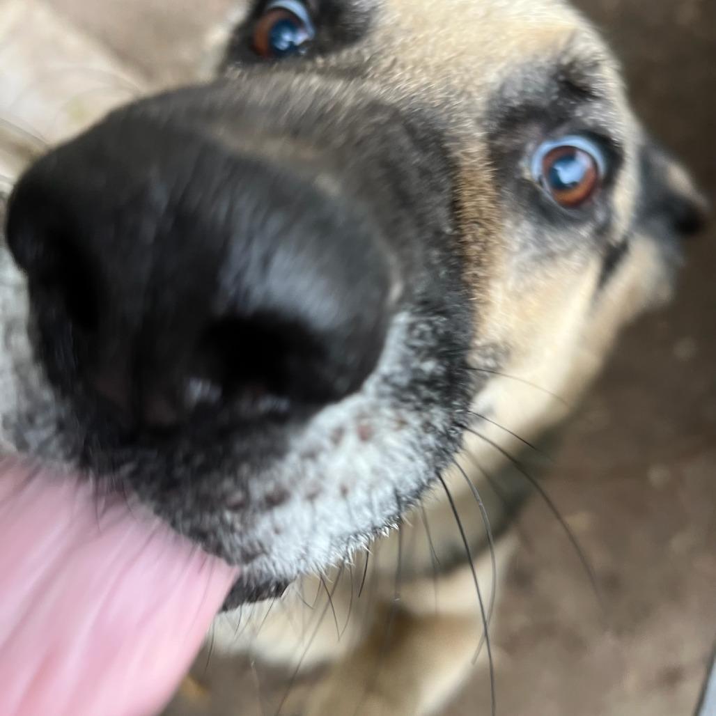 Enlarge Duke, a Adoptable German Shepherd Dog in Tupelo, MS image 4/5
