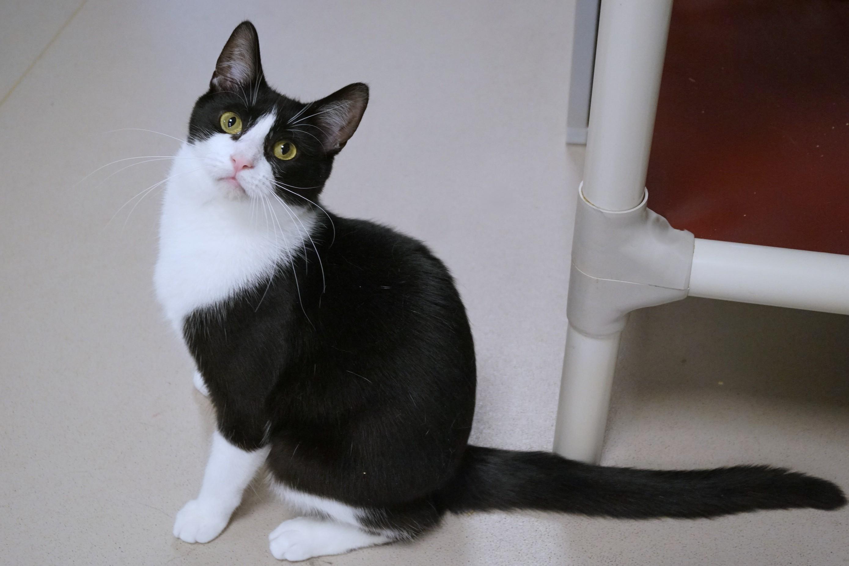Alvin, a Adoptable Domestic Short Hair in New Milford, CT image 2/6