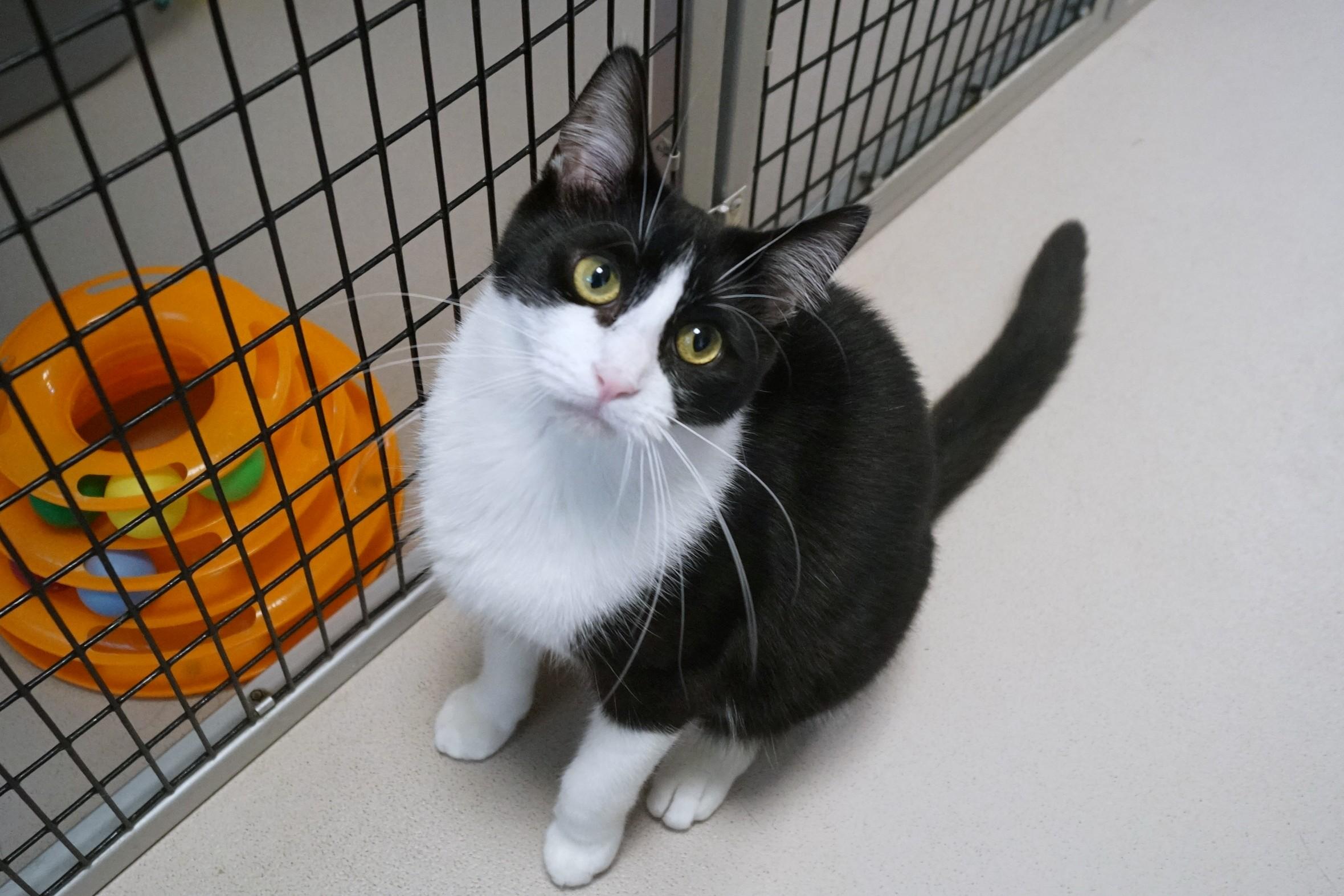 Alvin, a Adoptable Domestic Short Hair in New Milford, CT image 6/6