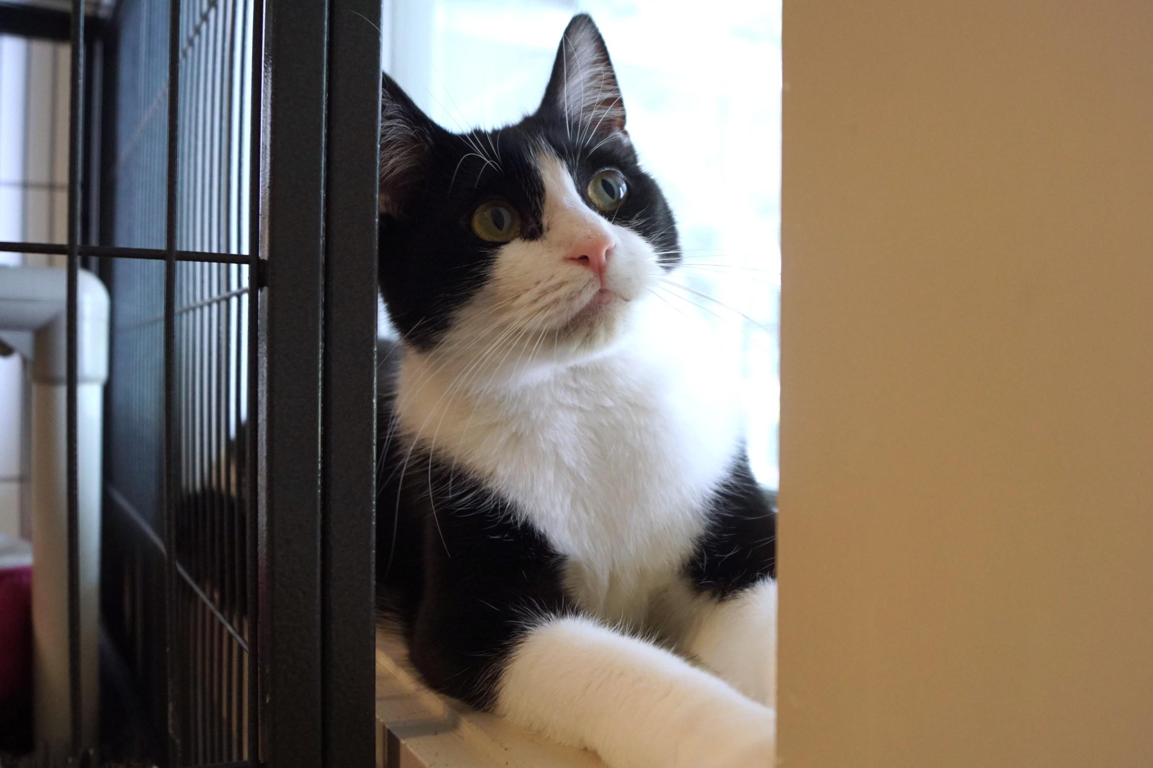 Alvin, a Adoptable Domestic Short Hair in New Milford, CT image 3/6