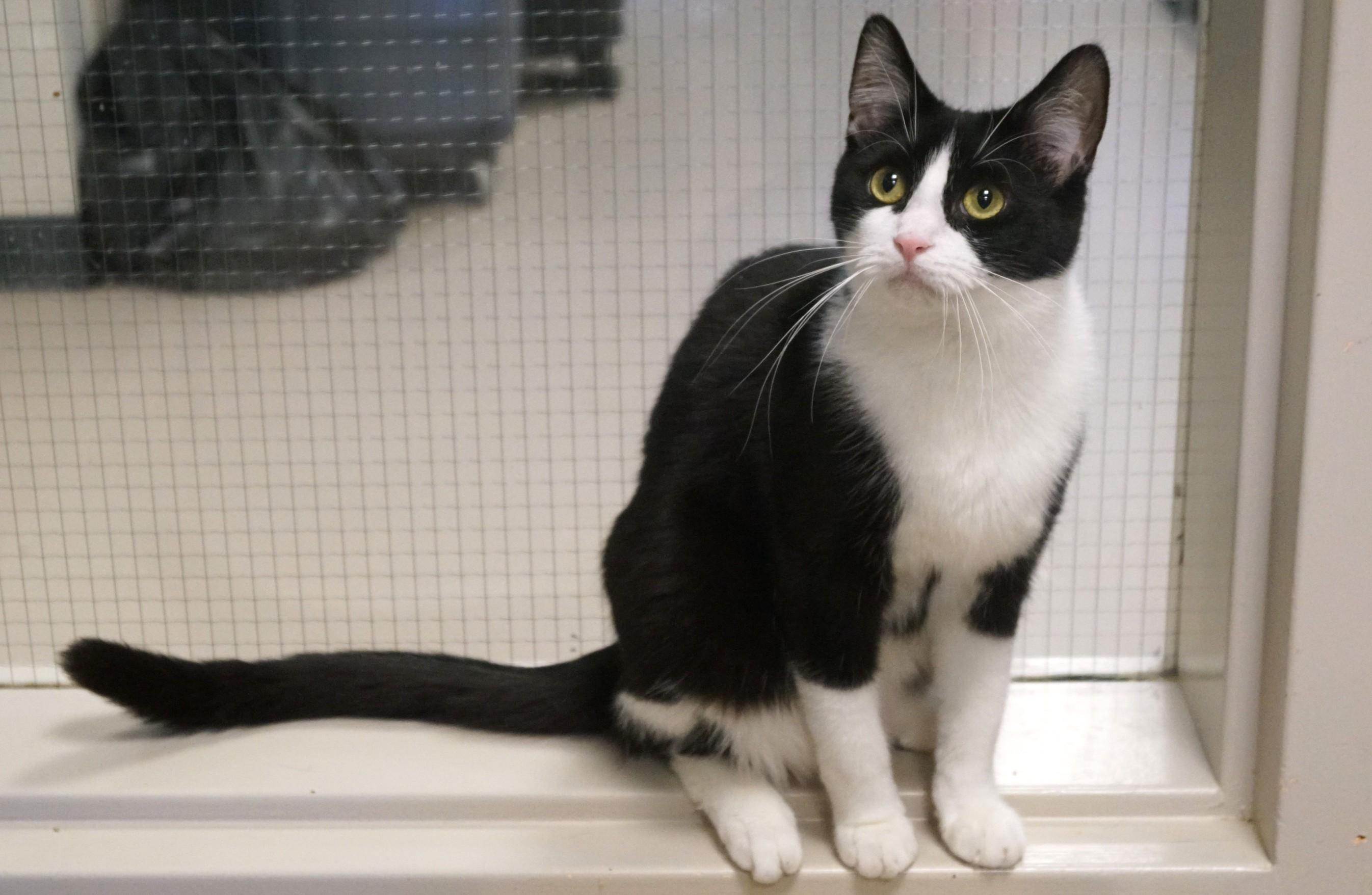 Alvin, a Adoptable Domestic Short Hair in New Milford, CT image 5/6