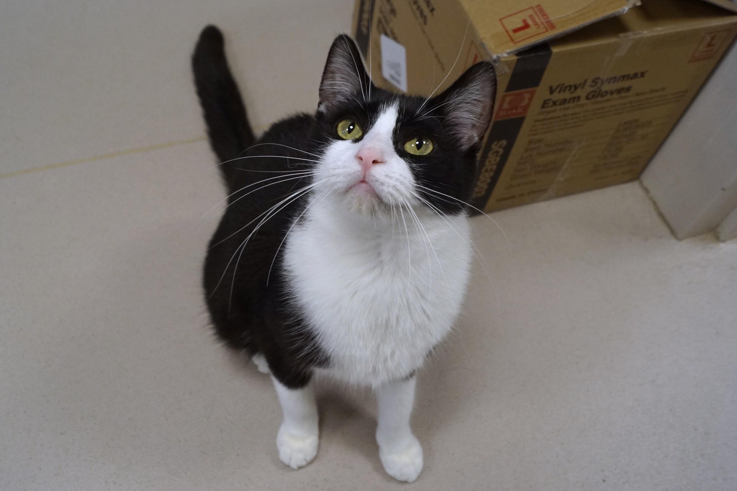 Alvin, a Adoptable Domestic Short Hair in New Milford, CT image 4/6