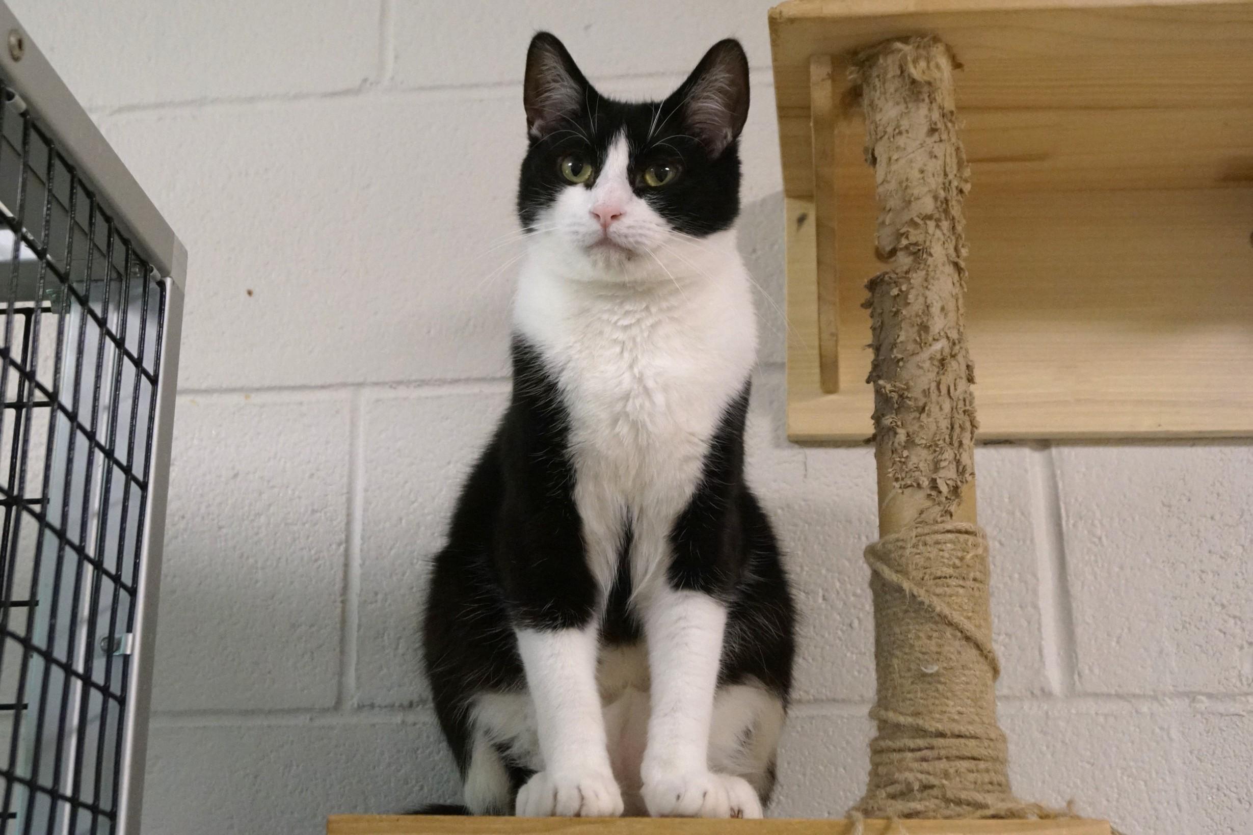 Alvin, Adoptable, Young Male Domestic Short Hair.