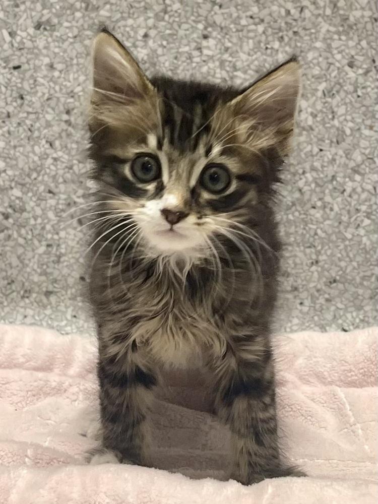 Guppy, Adoptable, Kitten Male Domestic Long Hair & Tabby.