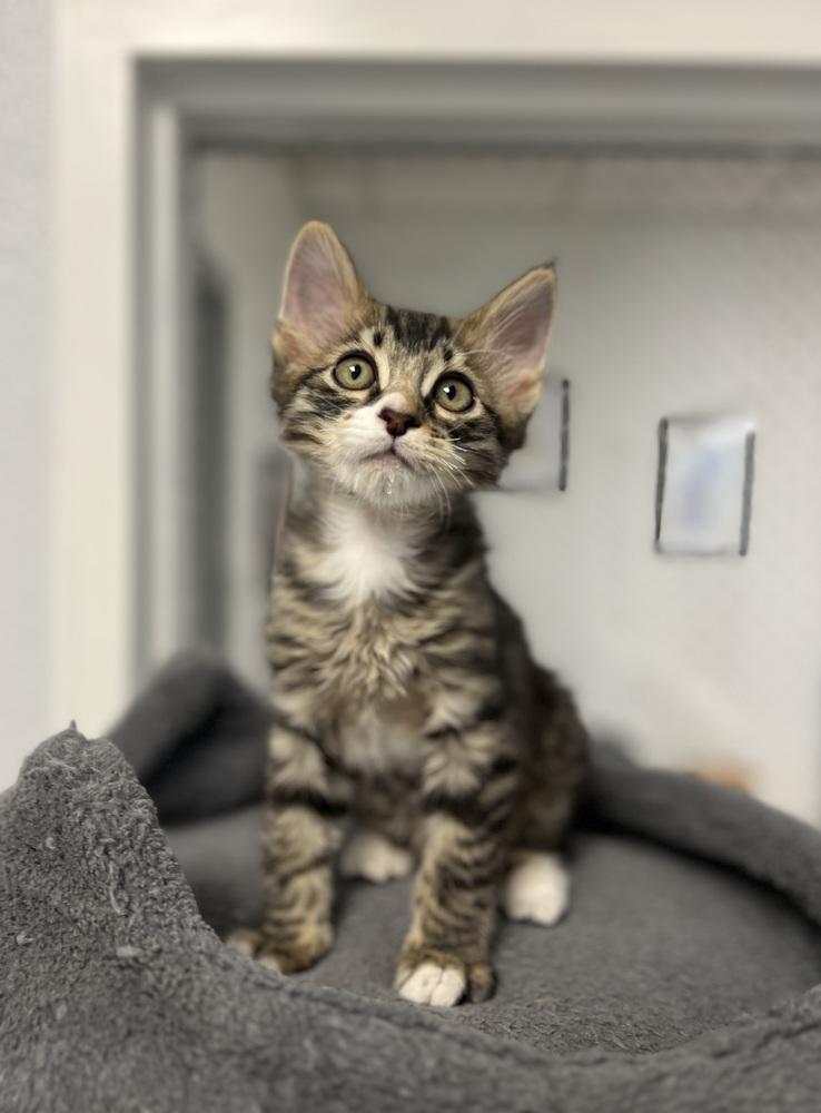 Enlarge Guppy, a Adoptable mixed breed in Jamestown, CA image 2/4