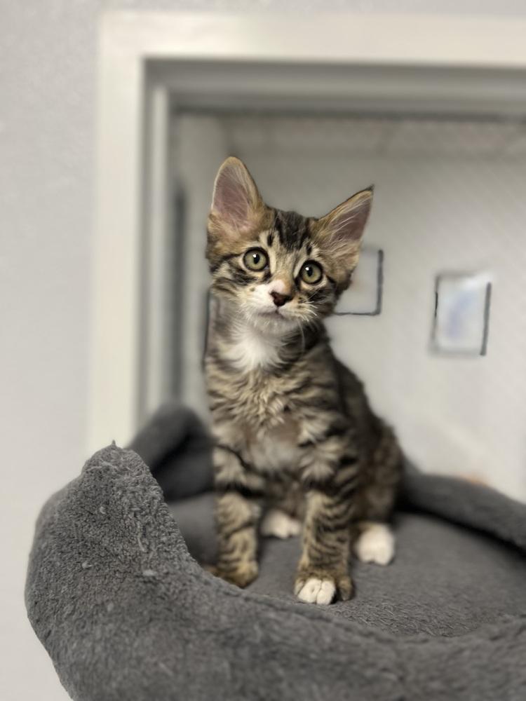 Enlarge Guppy, a Adoptable mixed breed in Jamestown, CA image 3/4