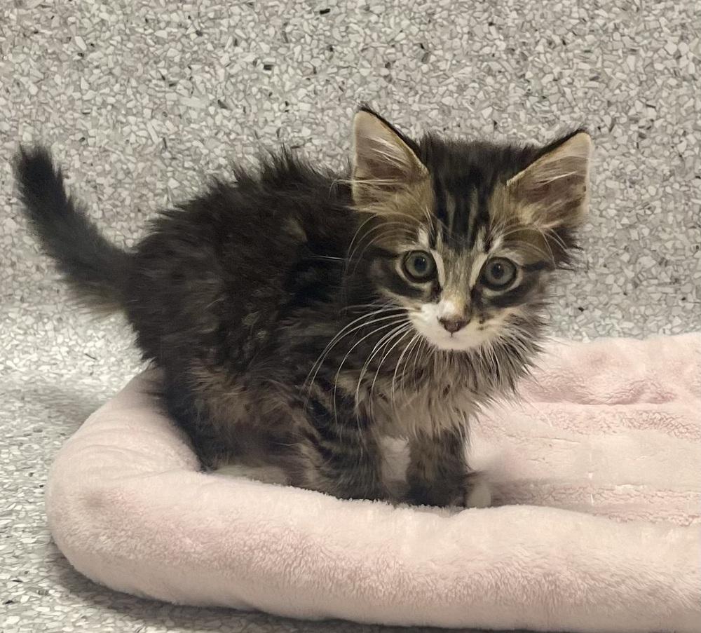 Enlarge Guppy, a Adoptable mixed breed in Jamestown, CA image 4/4
