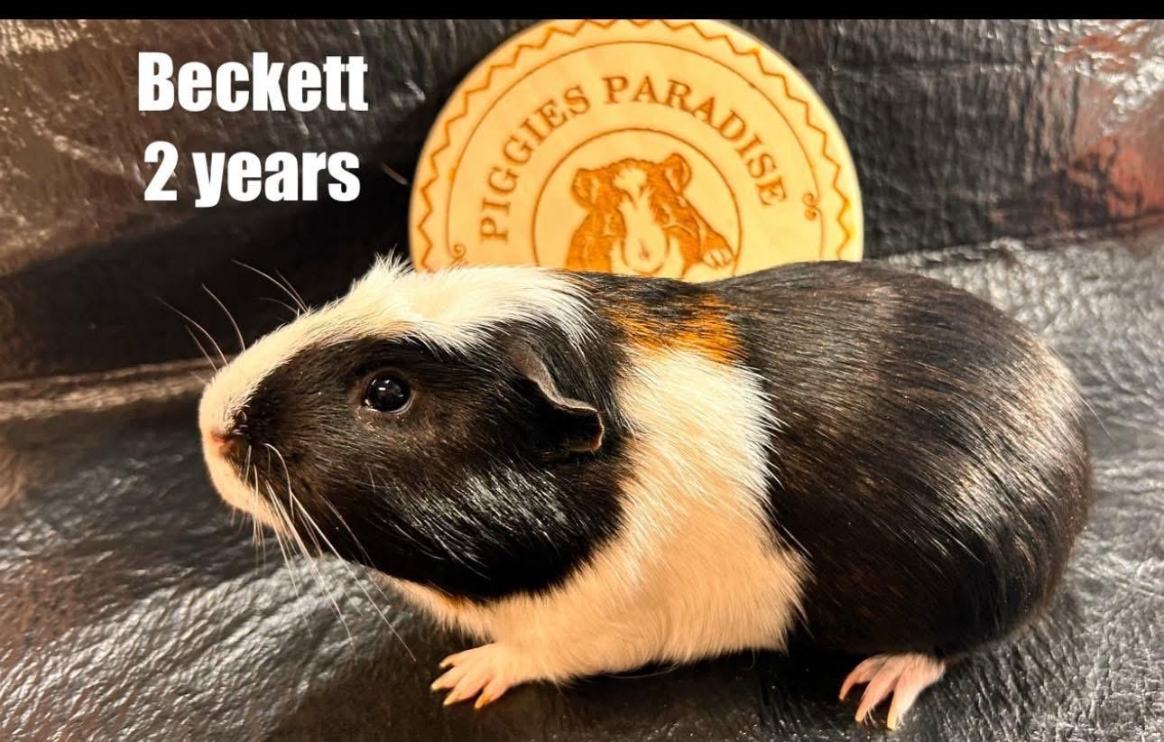 Enlarge Beckett, a Adoptable Short-Haired in Red Oak, IA image 1/1