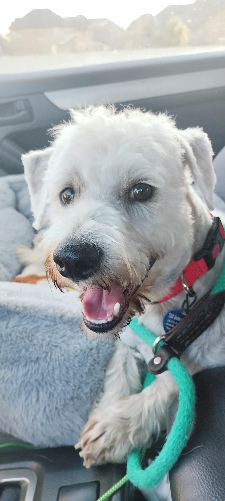 Enlarge Motley, a Adopted mixed breed in Fort Worth, TX image 2/3