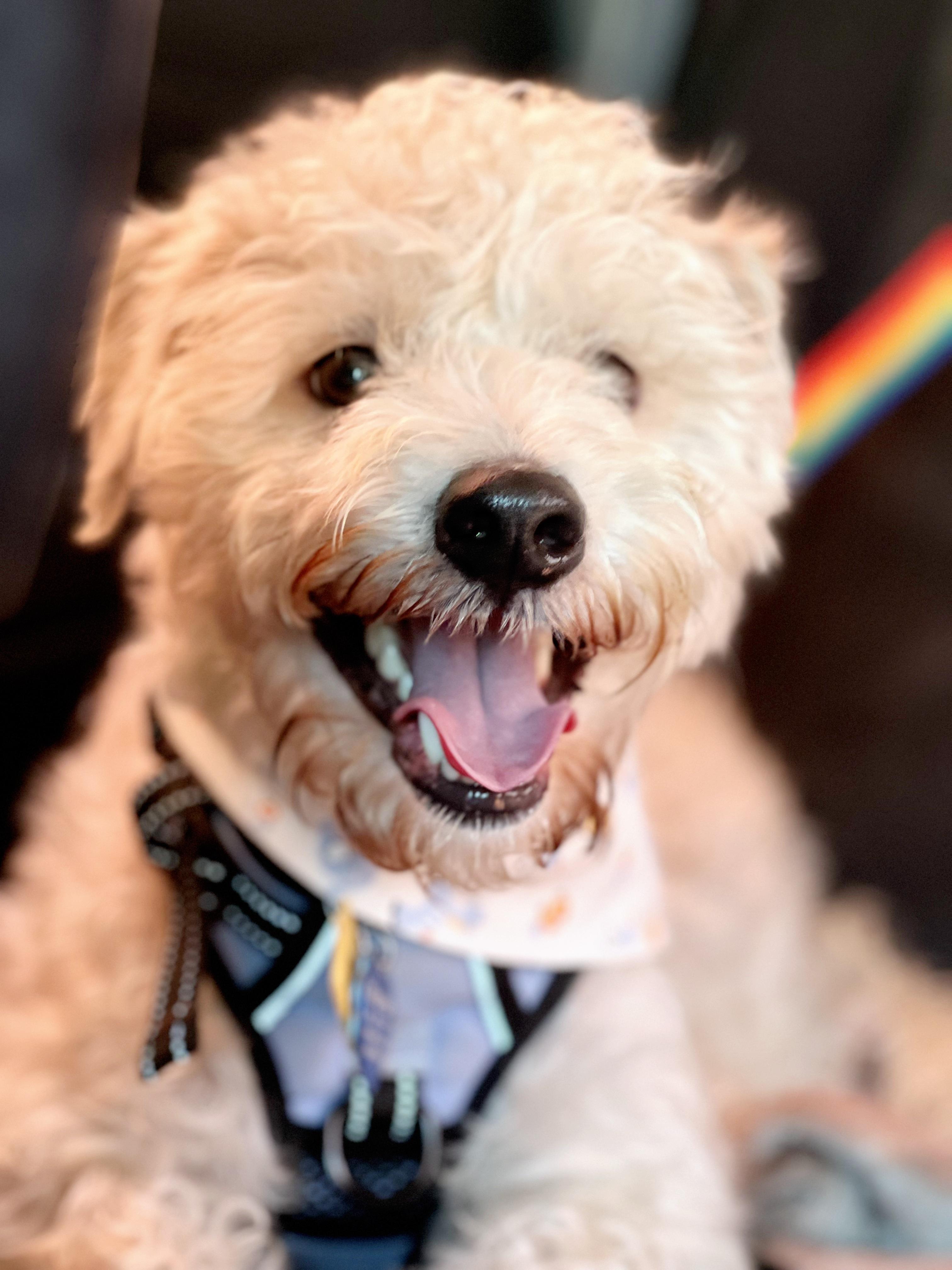 Motley, Adopted, Adult Male Wheaten Terrier.