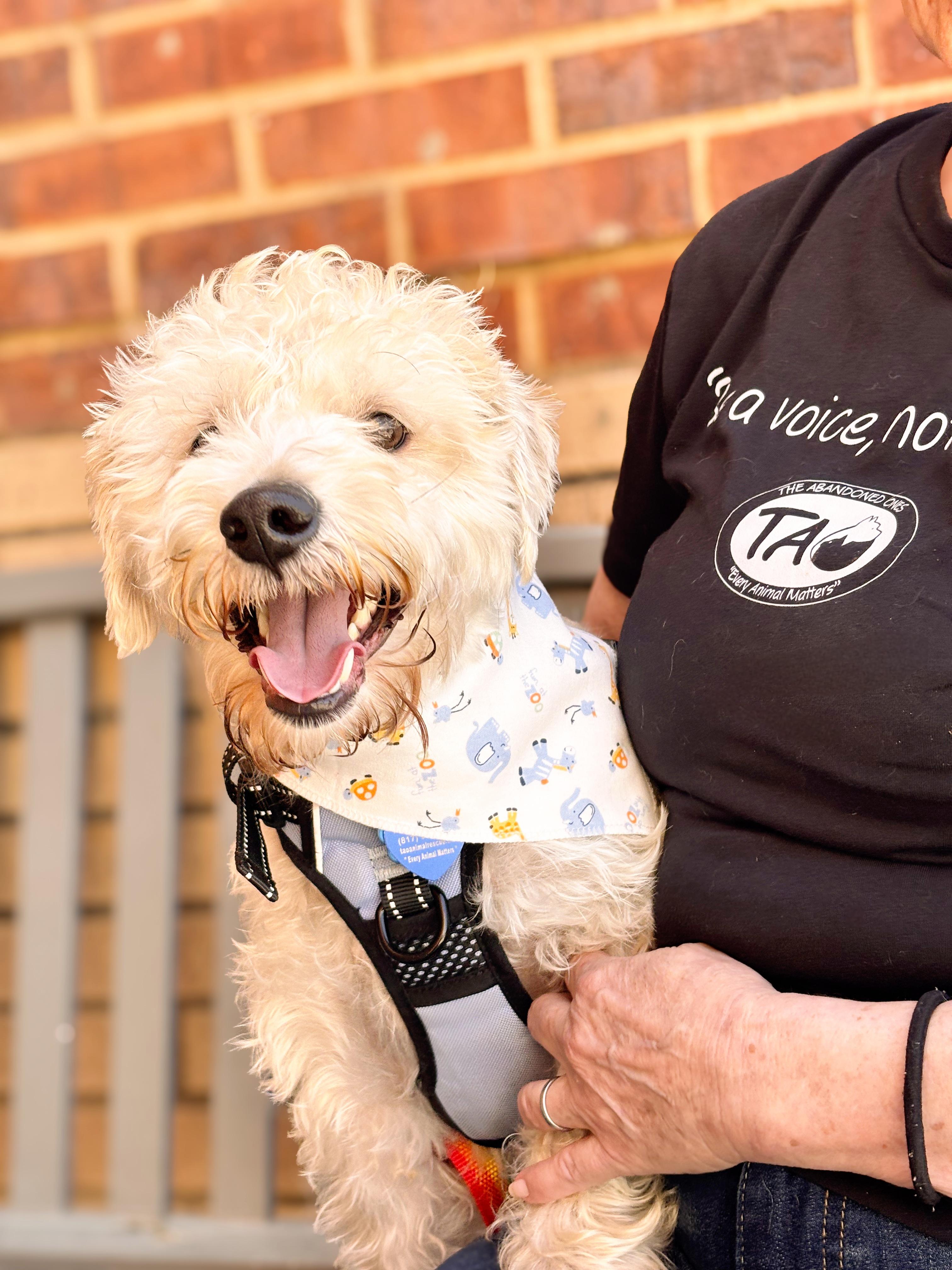 Enlarge Motley, a Adopted mixed breed in Fort Worth, TX image 3/3