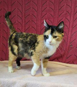 Mallory, a ADOPTABLE Domestic Short Hair in Bucyrus, OH image 1/3