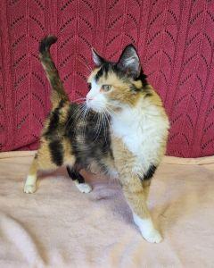 Mallory, a ADOPTABLE Domestic Short Hair in Bucyrus, OH image 2/3