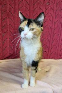 Mallory, a ADOPTABLE Domestic Short Hair in Bucyrus, OH image 3/3