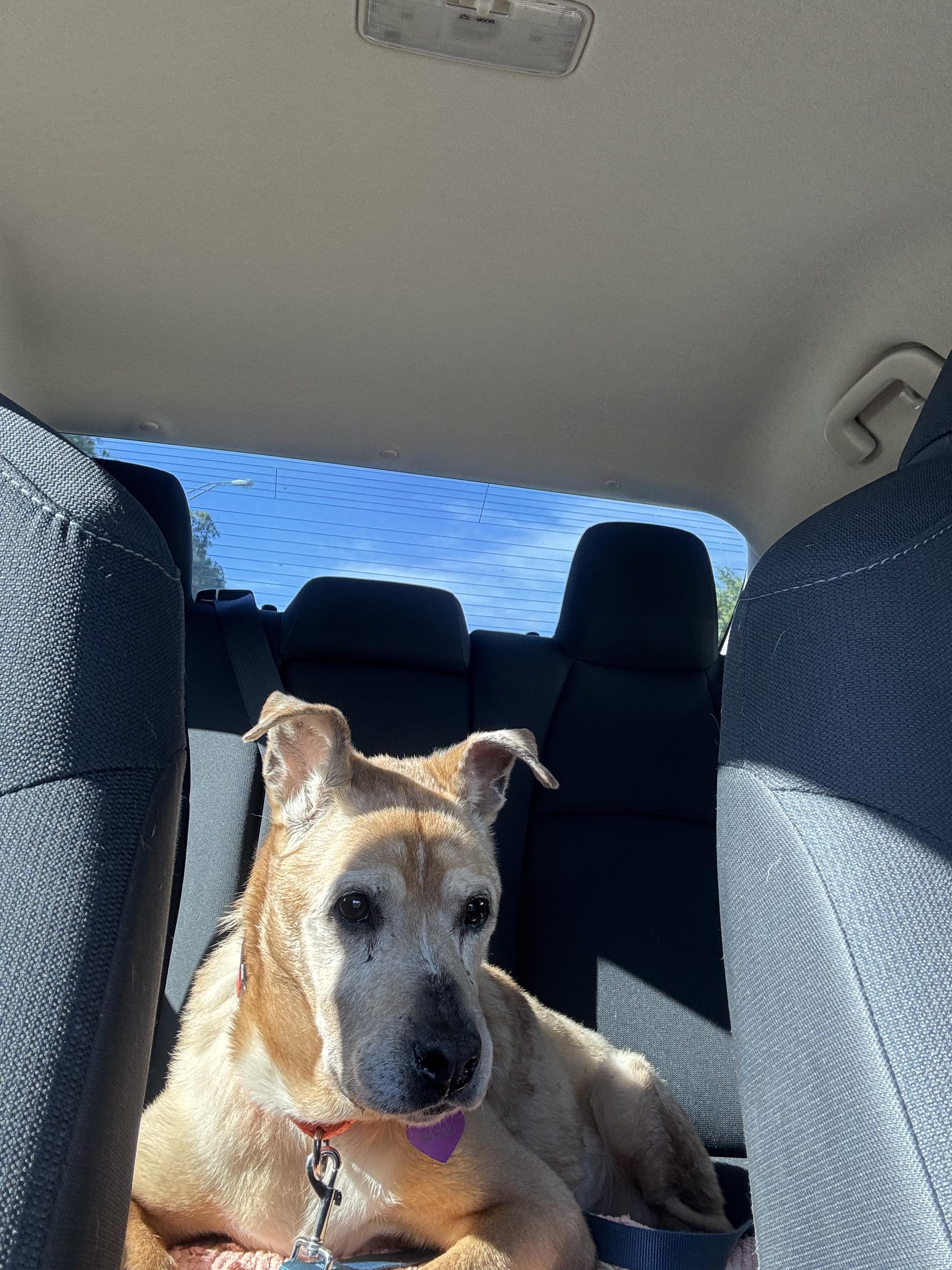 Madi, Adoptable, Senior Female Labrador Retriever.