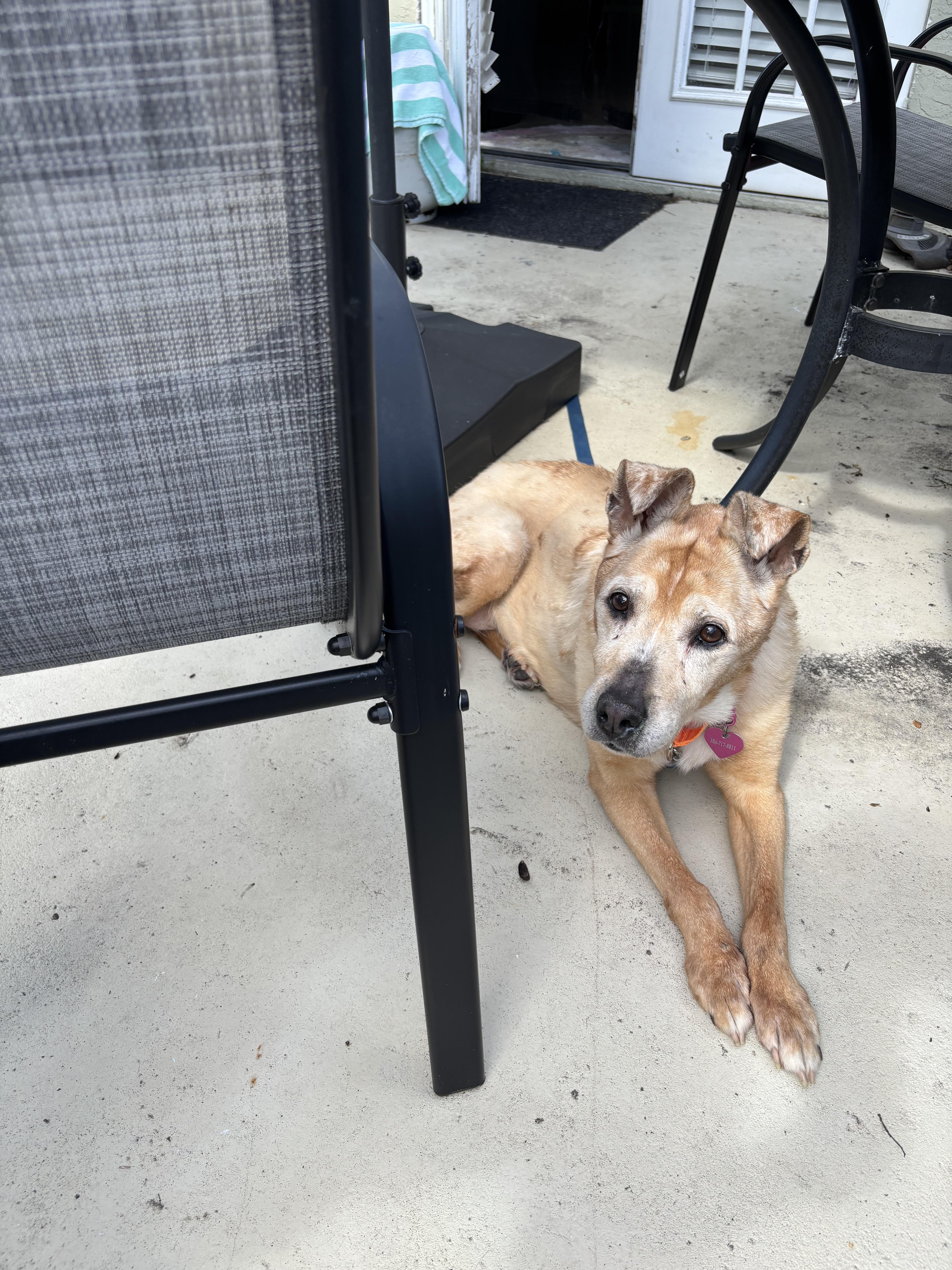 Madi, a Adoptable mixed breed in Bradenton, FL image 2/6