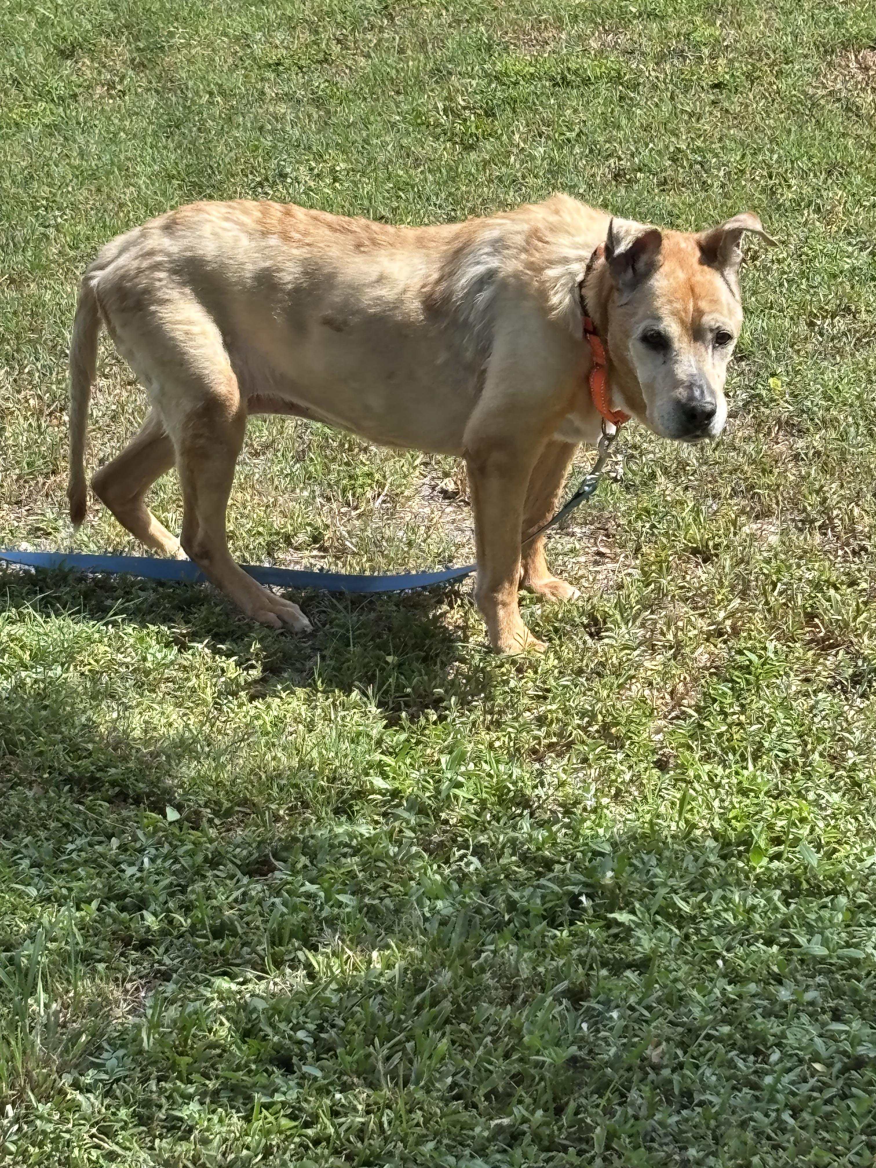 Madi, a Adoptable mixed breed in Bradenton, FL image 3/6