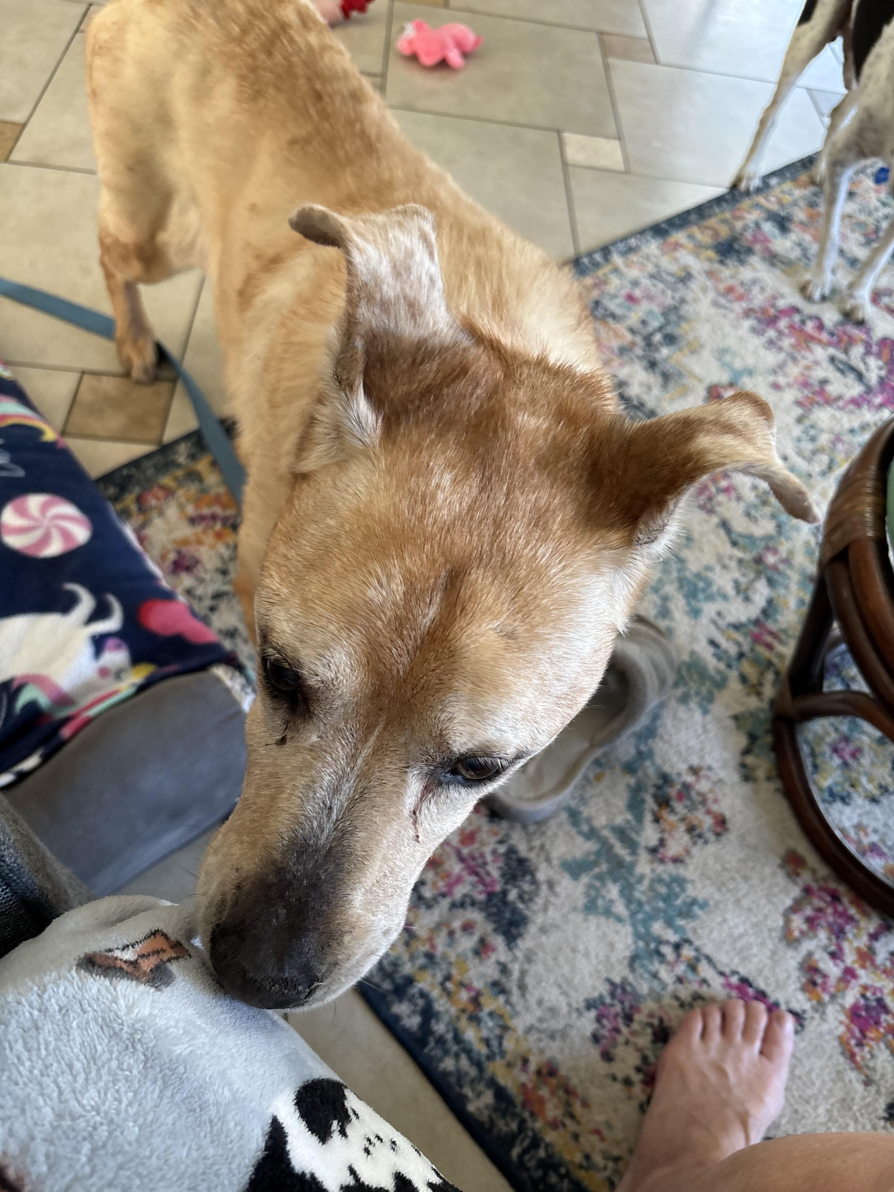 Madi, a Adoptable mixed breed in Bradenton, FL image 4/6