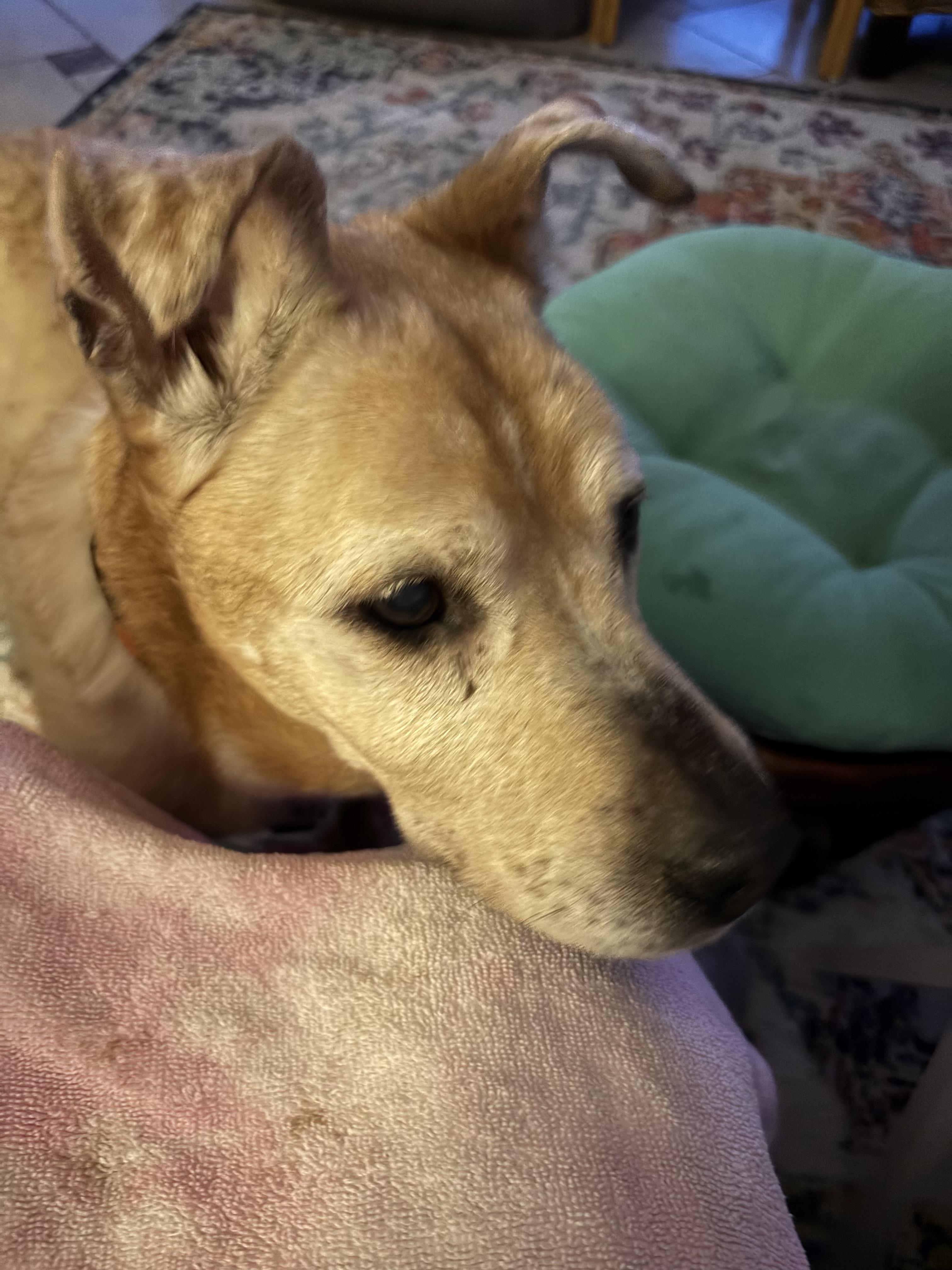 Madi, a Adoptable mixed breed in Bradenton, FL image 5/6