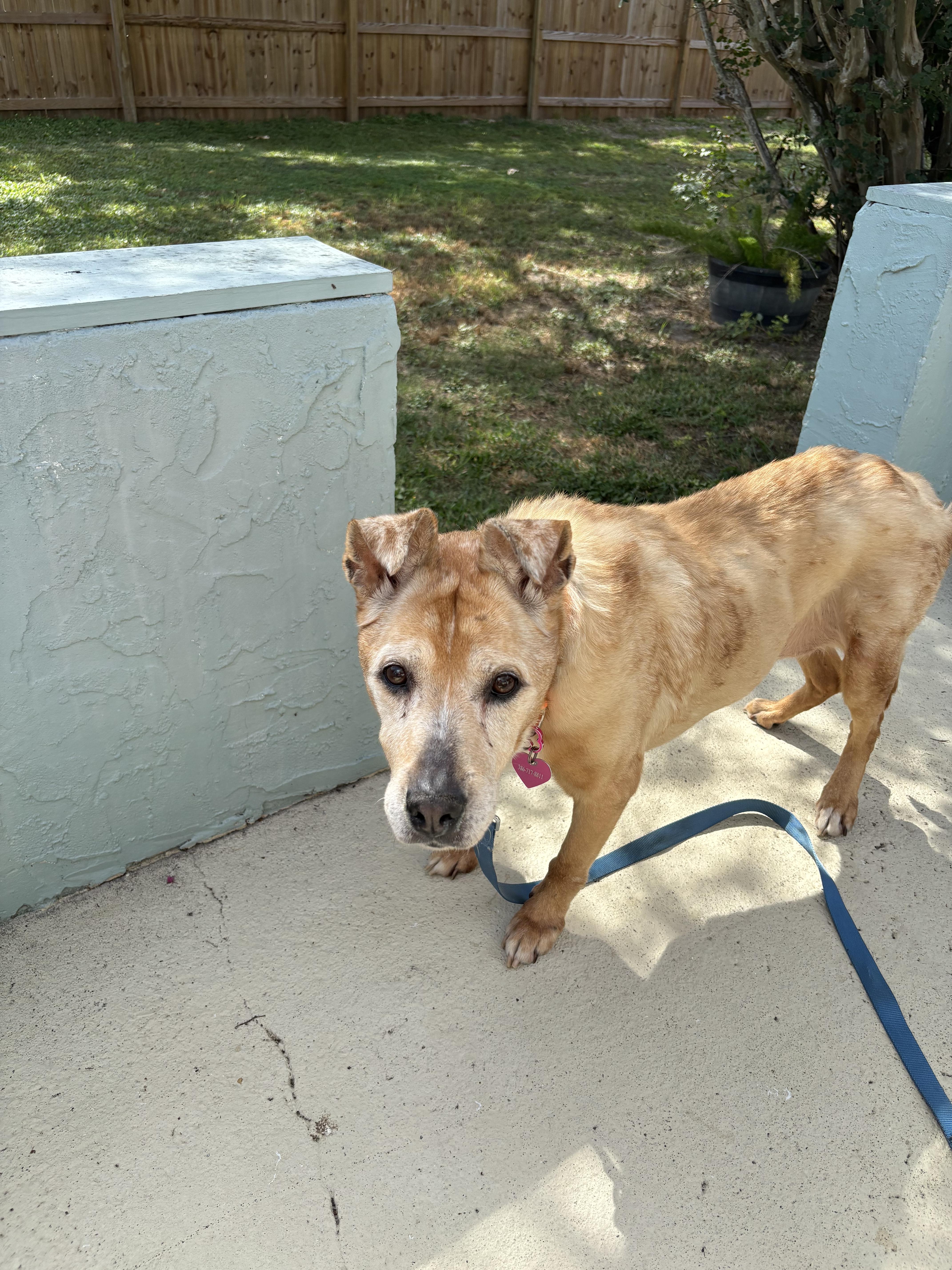 Madi, a Adoptable mixed breed in Bradenton, FL image 6/6