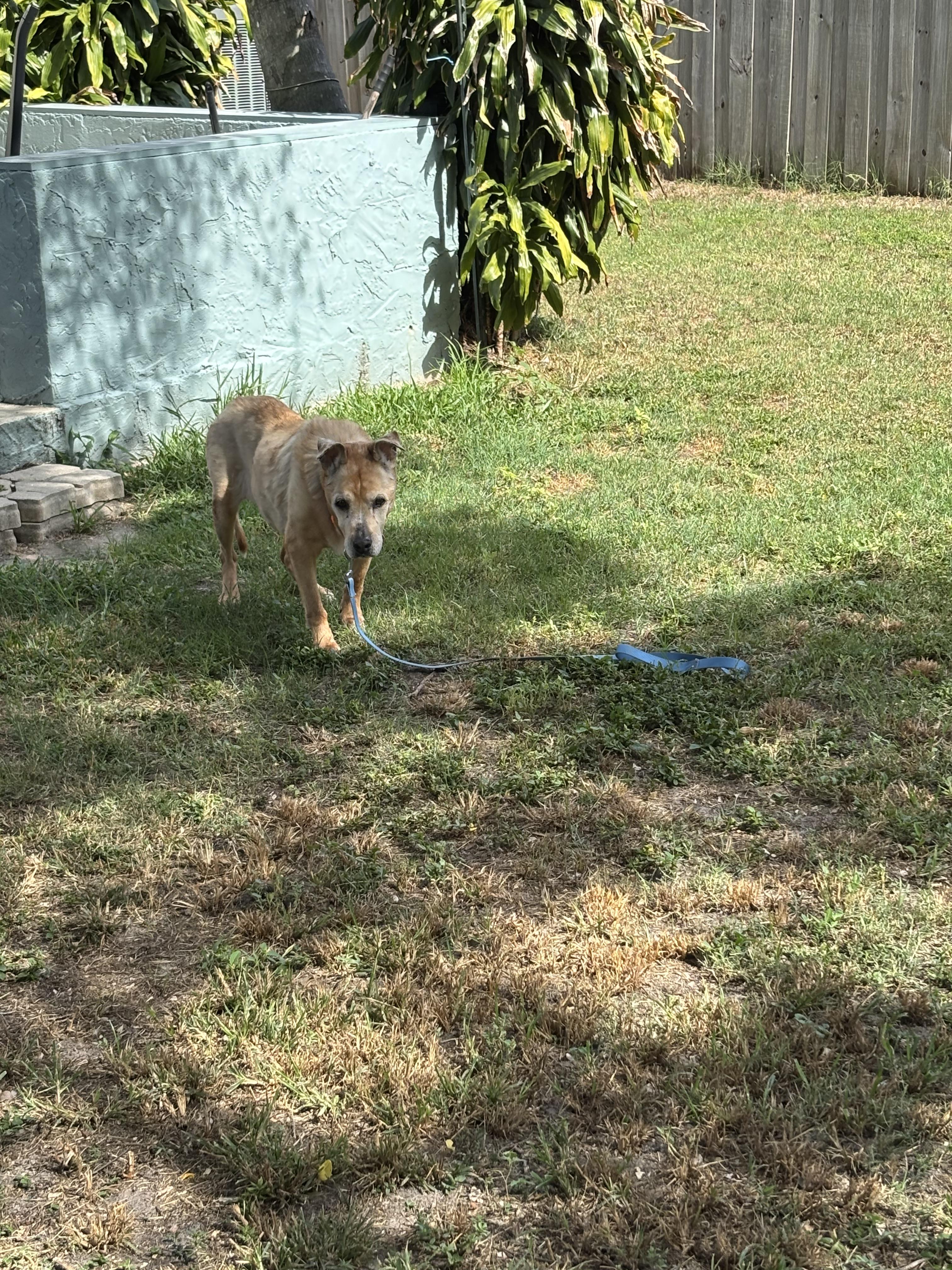 Enlarge Madi, a Adoptable mixed breed in Bradenton, FL image 6/6