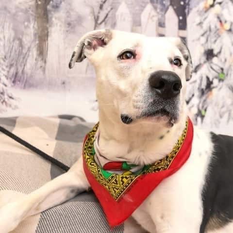 Pookie, a Adoptable Pit Bull Terrier in Aledo, TX image 1/6