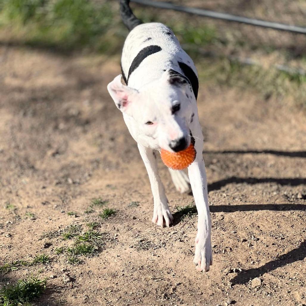 Pookie, a Adoptable Pit Bull Terrier in Aledo, TX image 2/6