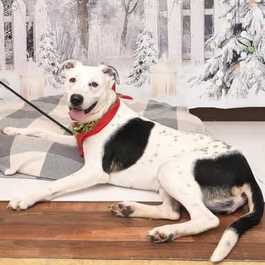 Pookie, a Adoptable Pit Bull Terrier in Aledo, TX image 3/6