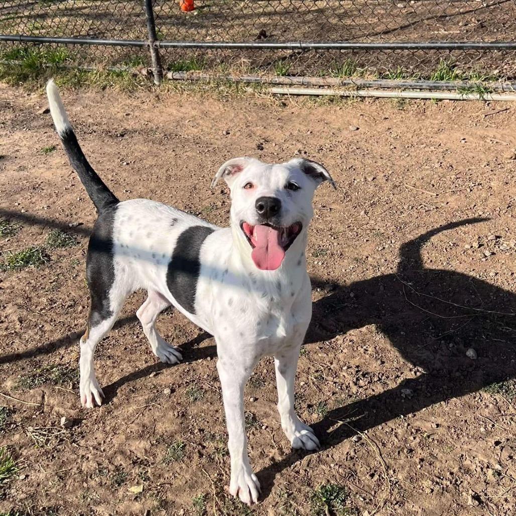 Pookie, a Adoptable Pit Bull Terrier in Aledo, TX image 4/6