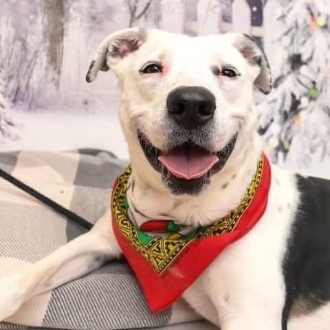 Pookie, a Adoptable Pit Bull Terrier in Aledo, TX image 5/6