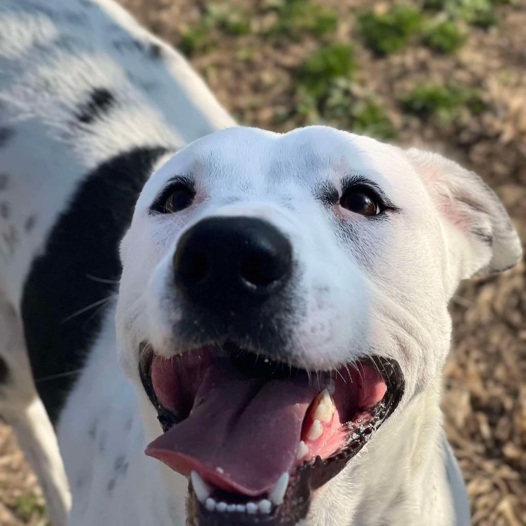 Pookie, a Adoptable Pit Bull Terrier in Aledo, TX image 6/6