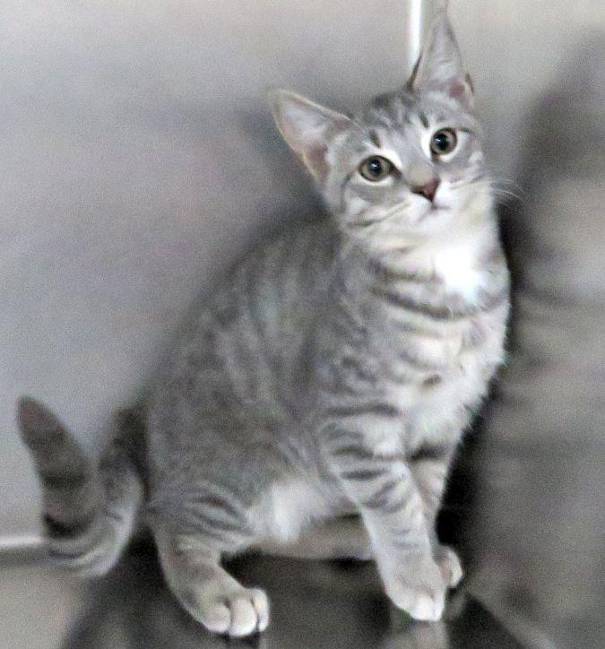 Coleman, Adoptable, Kitten Male Domestic Short Hair.