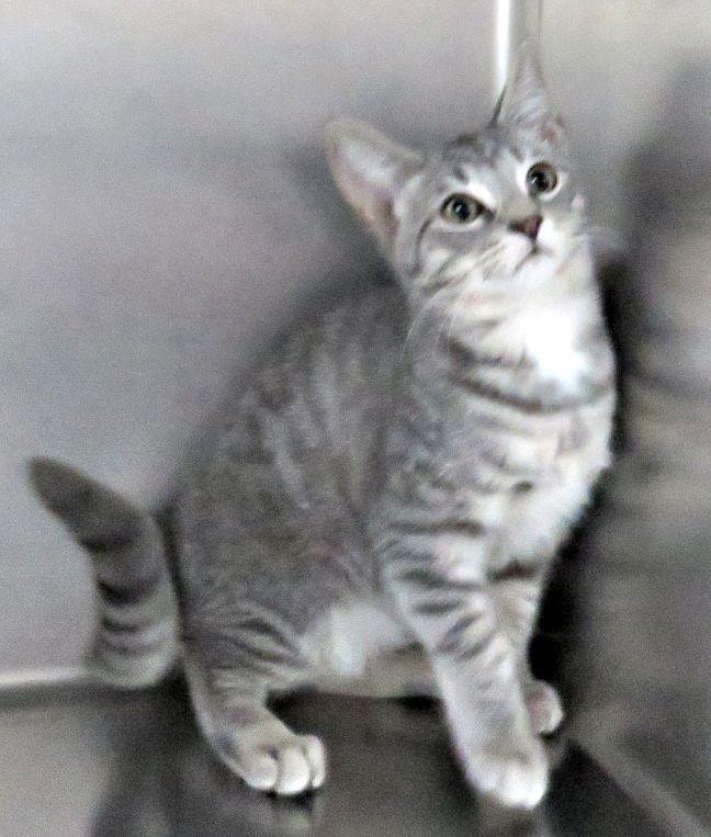 Enlarge Coleman, a Adoptable mixed breed in Lexington, VA image 2/3