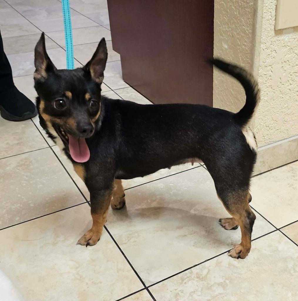 Gidget, Adoptable, Adult Female Chihuahua & Mixed Breed.