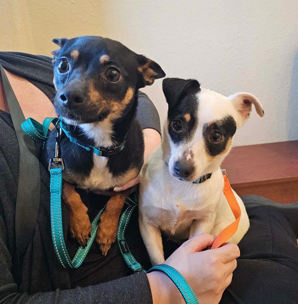 Enlarge Gidget, a Adoptable mixed breed in Decatur, IN image 2/6