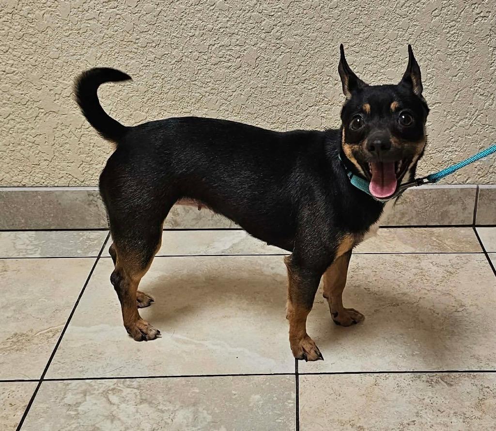 Enlarge Gidget, a Adoptable mixed breed in Decatur, IN image 4/6