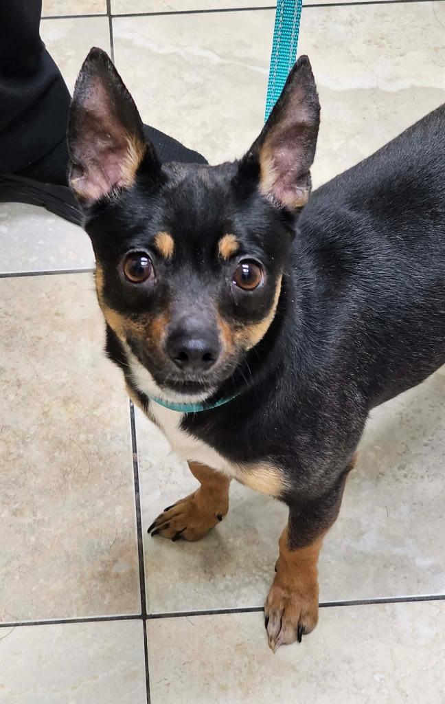 Enlarge Gidget, a Adoptable mixed breed in Decatur, IN image 5/6